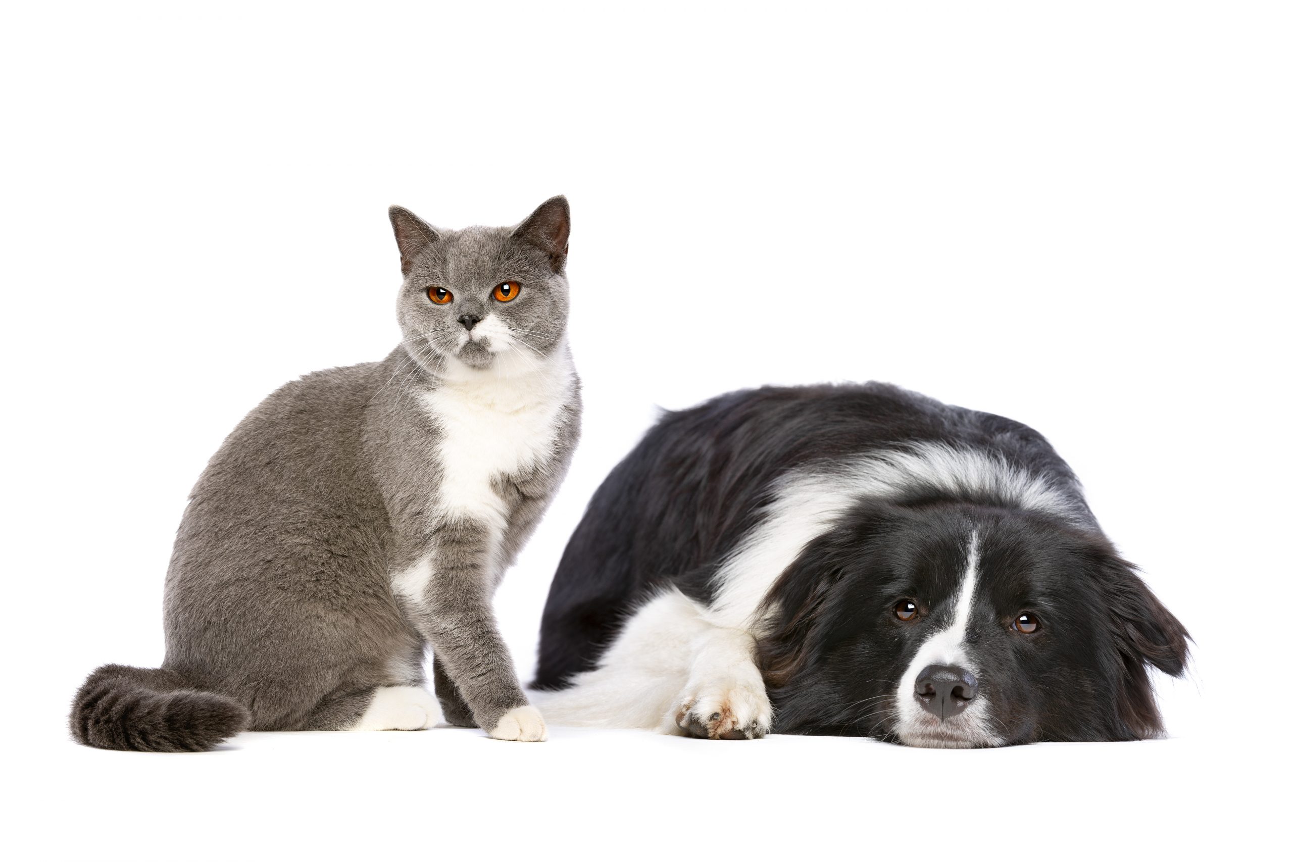 http://pugedon.com.tr/wp-content/uploads/2020/02/dog-and-cat-C92GFBS-scaled.jpg